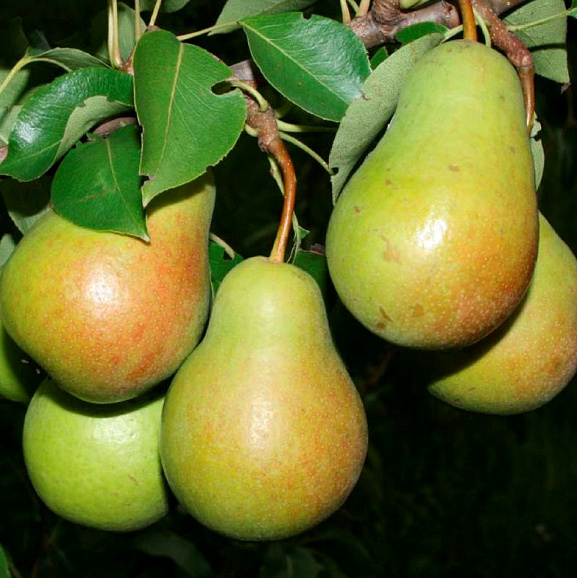 Груша обыкновенная Чижовская в тубе