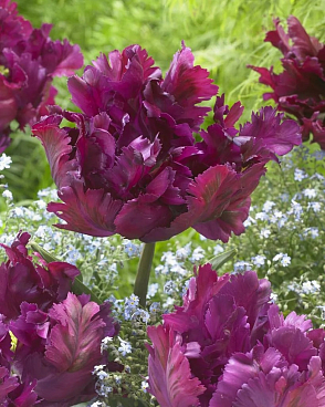 Тюльпан попугайный Негритта Пэррот