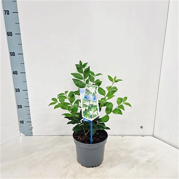 Ligustrum Jap Texanum