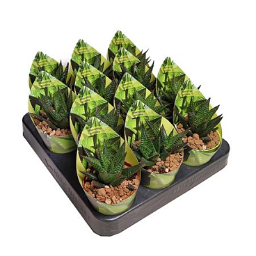 Haworthia Limifolia Potcover