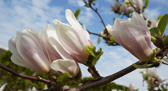 Магнолия суланжа Амабилис