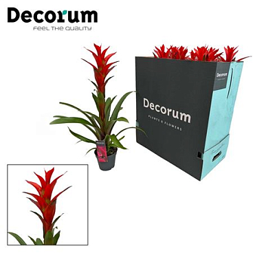 Guzmania Ostara Xxl (decorum)