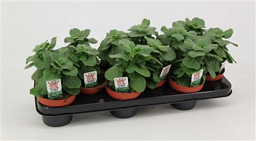 Coleus Verpiss Dich