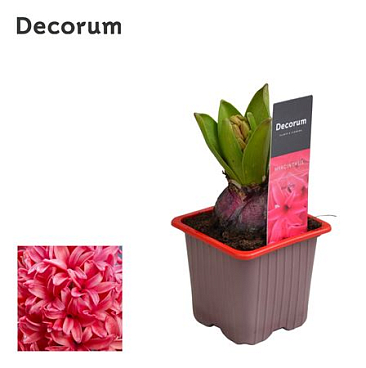 Hyacinthus Red Glory 1pp Label (decorum)