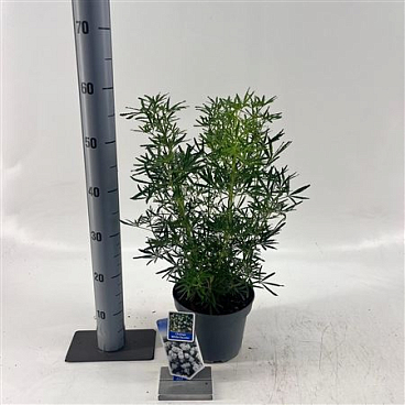Choisya Ternata White Dazzler