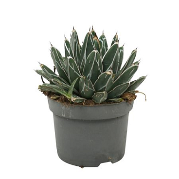 Agave Victoria 13 Cm