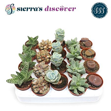 Discover® - Barcelona Succulents Mix (exclusive)