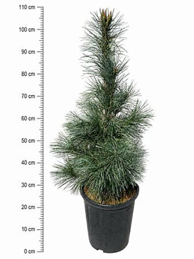 Pinus Monticola Ammerland