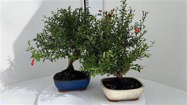 Bonsai Punica Granatum,
