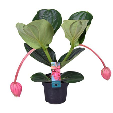 Medinilla Magnifica Flamenco 2+