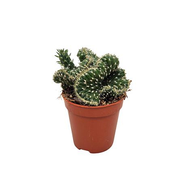 Opuntia Cilindrica Cristaat 5,5 Cm Met Picker