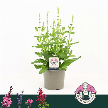Salvia Nem White Sensation