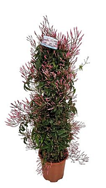 Jasminum Poly Pyramid