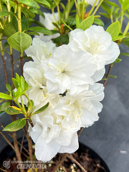 Азалия японская Шниперл