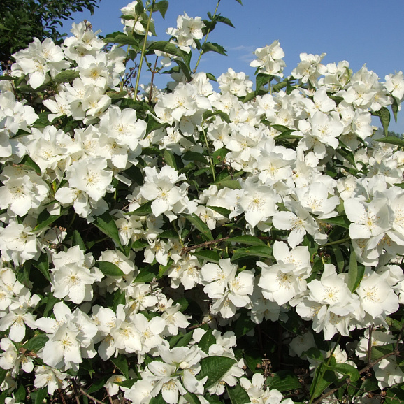 Чубушник Заснеженная Русь