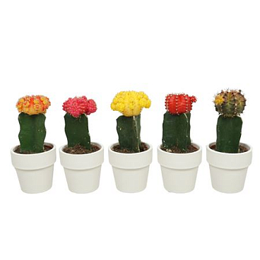 Gymnocalycium Mix In Pot