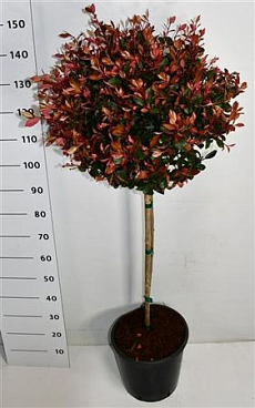 Photinia Fras Little Red Robin On Stem