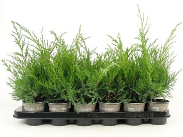 Juniperus Pfit Glauca