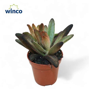 Kalanchoe Chocolate Soldier