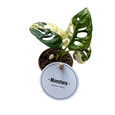 Monstera Adansonii Variegata