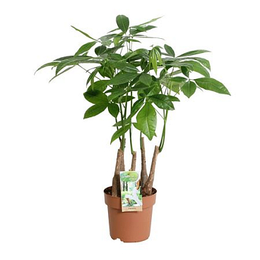 Pachira Aquatica Multi Stem