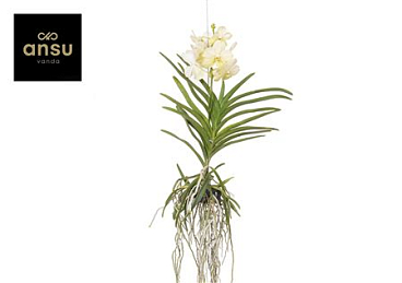 Vanda Tayanee White