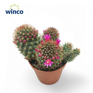 Mammillaria Ernestii Rubrispinus (цветение)