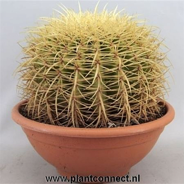 Echinocactus Grusonii Bowl