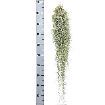 Tillandsia Usneoides Xxxl