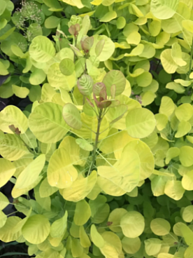 Скумпия кожевенная Голден Спирит