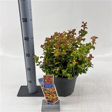 Leucothoë Ax Curly Gold