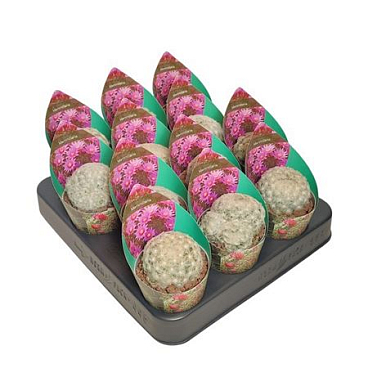 Mammillaria Plumosa Potcover