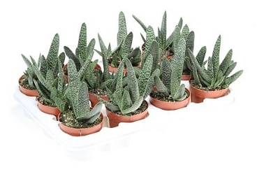 Gasteria Macantha