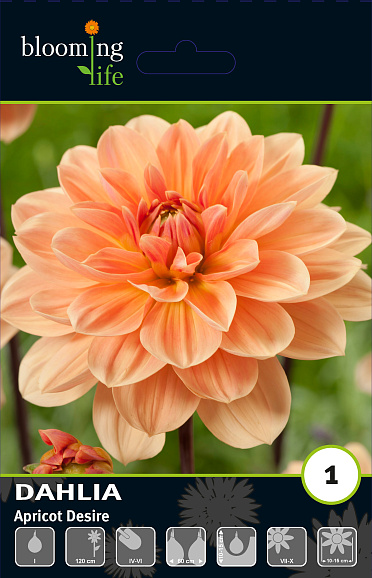 Георгина декоративная Эприкот Дезаер