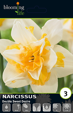 Нарцисс махровый Свит Дезир