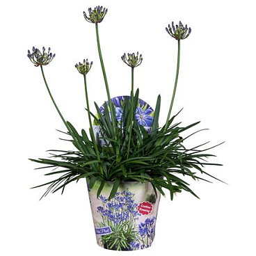 Agapanthus Summer Love Blue ( Nolina )