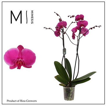 Phal 2st Johannesburg 16+ Mimesis (orchid Growers)