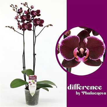 Phal 2st Debora 14+(phalaenova)