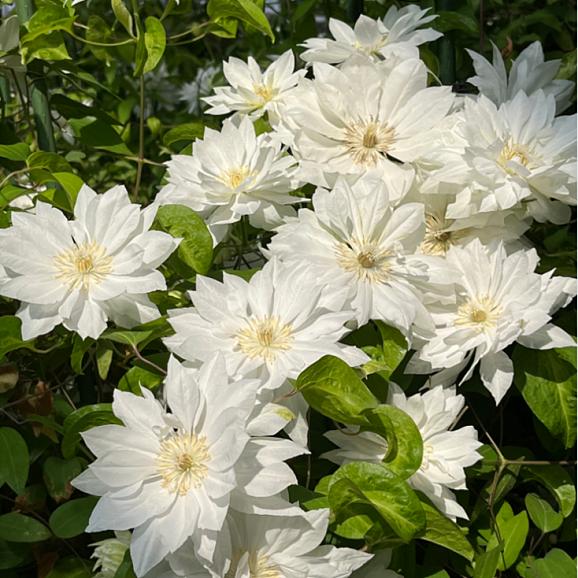 Клематис гибридный Юкиокоши