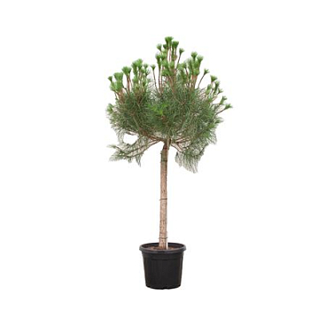 Pinus Pinta On Stem