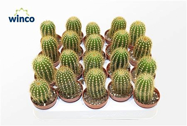 Trichocereus Pasacana
