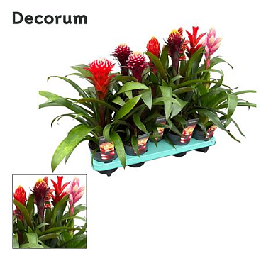 Guzmania Bolmix Exclusive (decorum)