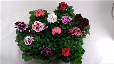 Pelargonium Grandi Mix