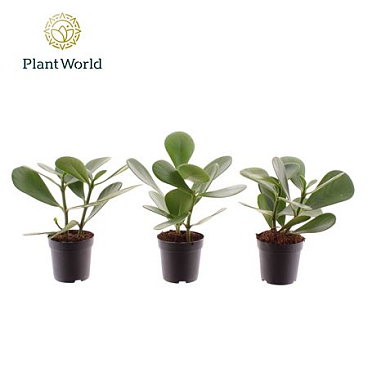 Clusia (decorum)