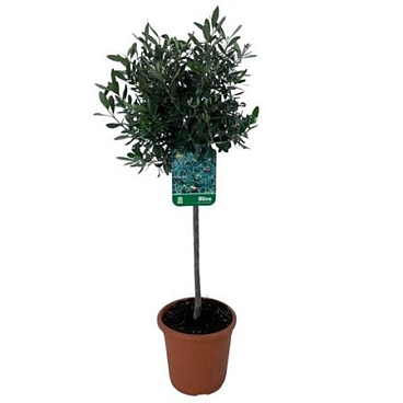 Olea Europaea On Stem (no. 21)