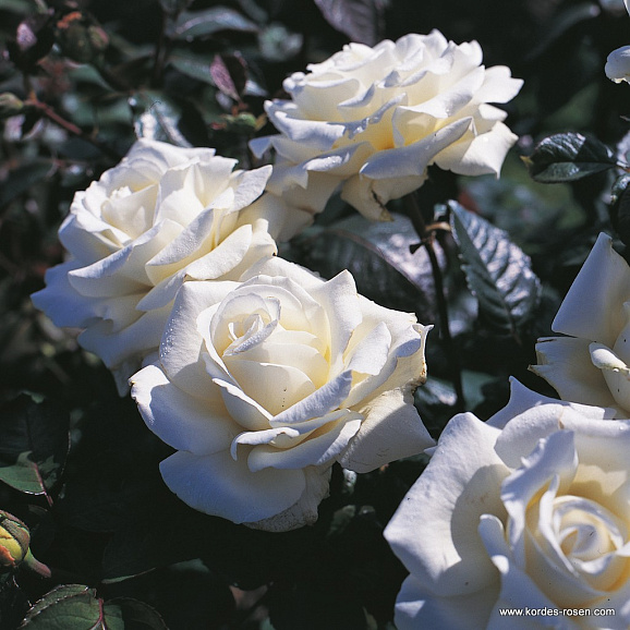 Роза чайно-гибридная Мемуар