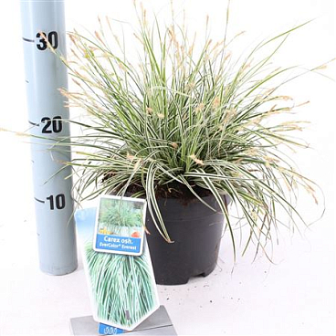 Carex Osh Everest