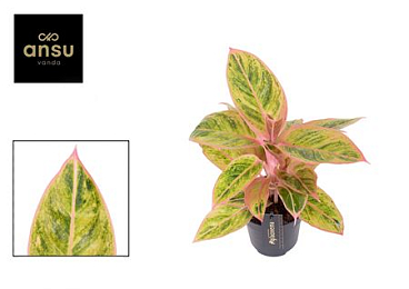 Aglaonema Salmon Fantasy