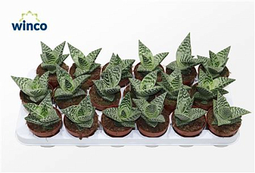 Aloe Variegata Compacta