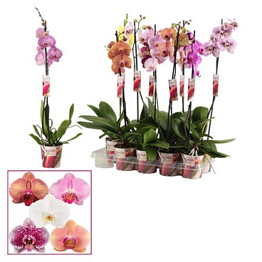Phal 1st Mix 6+ Scenza (duijn Hove)